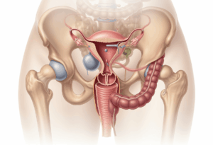 Utérus antéversé qu'est-ce que ça veut dire exactement